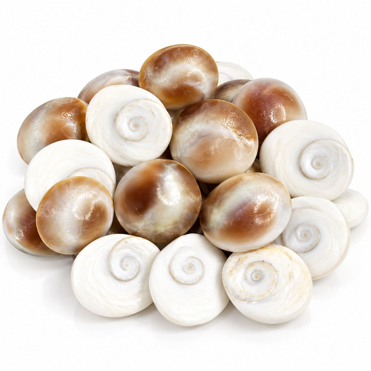 Omroots Gomti Chakra For Pooja – 11 Pieces