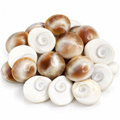 Omroots Gomti Chakra For Pooja – 11 Pieces