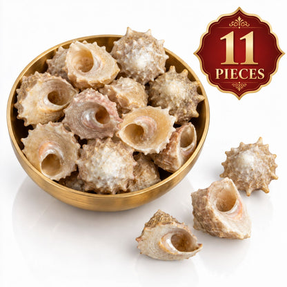 Omroots Moti Shankh For Pooja – 11 Pieces