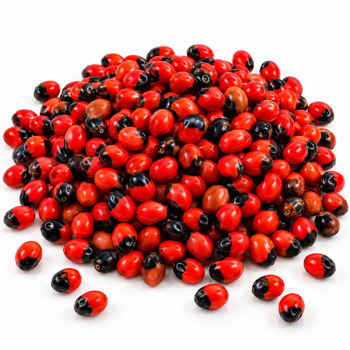 Omroots Laal Gunja Seeds For Pooja, Red Gunja 51 Pieces